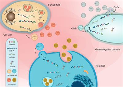 Cross-Kingdom Extracellular Vesicles EV-RNA Communication as a Mechanism for Host–Pathogen Interaction